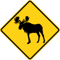 W11 series Advance warnings-Moose